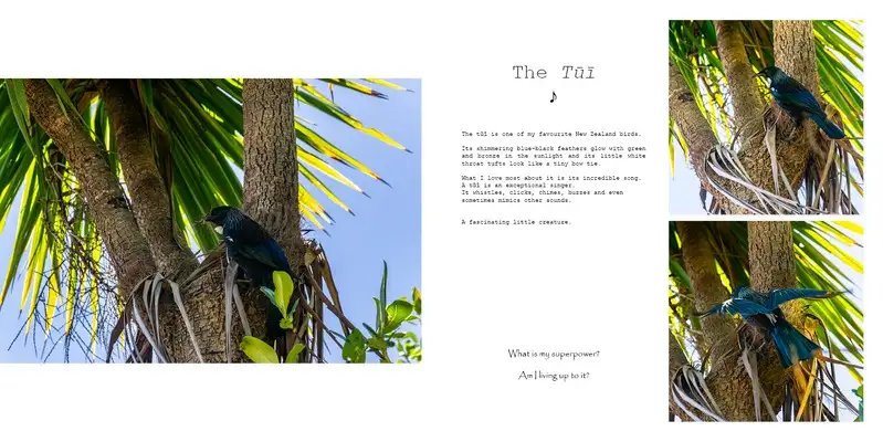 Spread: photo essay about the tūī