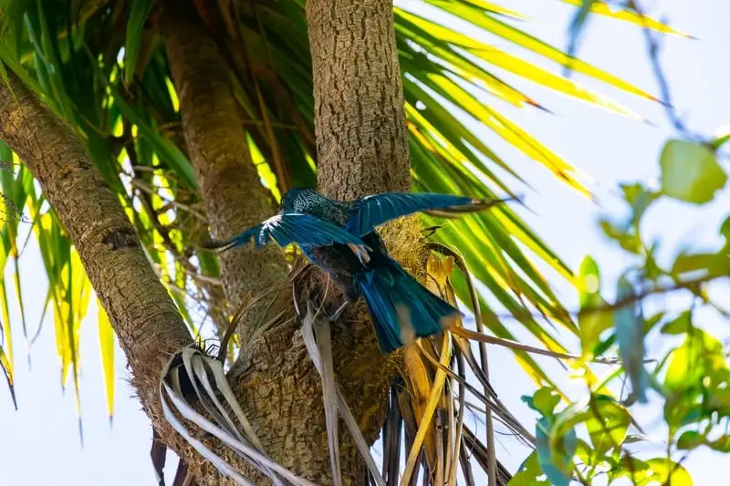 A tūī in a palm tree